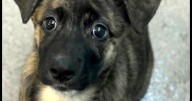 CHA Pet of the Week: Zara