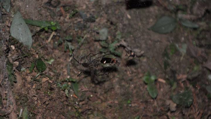 Sneaky Spiders Can Turn Trapped Fireflies’ Glow Into A Handy Hunting Tool