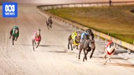 Animal advocates want WA to 'get on board' with phasing out greyhound racing amid welfare concerns