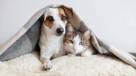 Clifton Park strengthens animal control authority