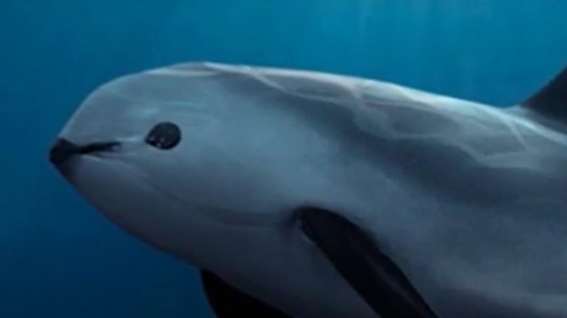 La última batalla por la vaquita marina: esperanza en el Golfo de California