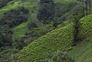 In Colombia coca-growing region, transition to peace is stumbling