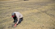 Lentils, Garbanzo Beans and Everything In Between: A peak at a farmer’s harvest as USA Pulses aims to double production and consumption of legumes