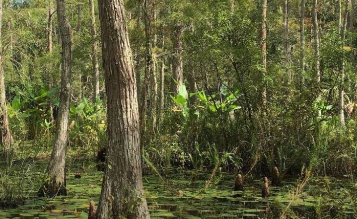 Conservation Collier to get $34 million to buy sensitive land after plan to gut it (again) fails to gain traction