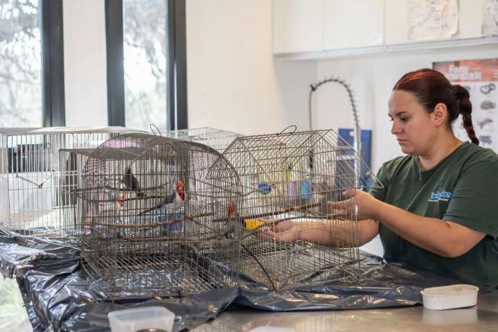 El Ente Municipal Biocórdoba liberó ocho aves que estaban alojadas en el Parque de la Biodiversidad