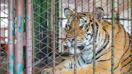 Tiger fatally attacks handler at Oklahoma preserve