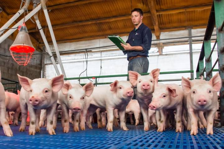 Opinión. Llegó la hora del asociativismo en la producción de carne porcina