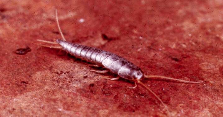UK households told of silverfish 'invasion' as expert shares how to banish insect