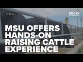 MSU program offers students hands on experience, exposure of raising cattle
