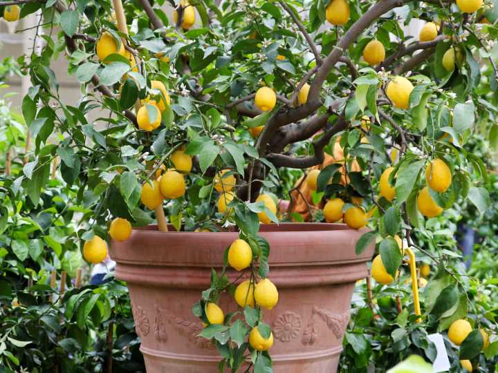 Cuáles son los mejores fertilizantes orgánicos para mi limonero