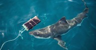 Scientists find new bite-resistant wetsuits can reduce shark bite injuries