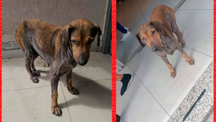 Buscan un hogar de tránsito para que una perra viejita pueda recibir el cuidado que merece
