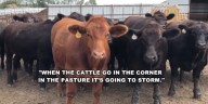 Can cattle predict rain or storms?