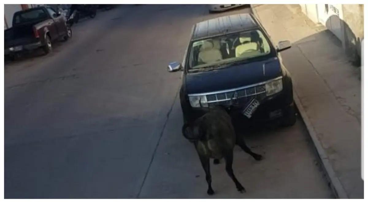 Tres toros sueltos embisten autos y desatan pánico en San Felipe, Guanajuato