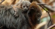 Newborn monkey clings to parents after being born at zoo