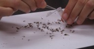 First West Nile virus-related death in Illinois reported in suburban Cook County – Shaw Local