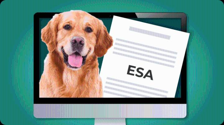 5 ESA Letter Sites to get your Emotional Support Animal Letter