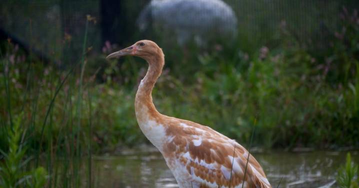 Endangered whooping crane dies of avian flu at Wisconsin wildlife refuge