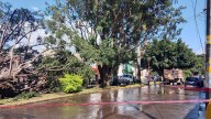 Colapsa enorme árbol en Ciudad del Valle