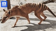 Nine decades on, a witness to the last Tasmanian thylacine recounts her experience