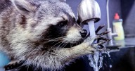 Nurse Performs CPR on Drunk Raccoon