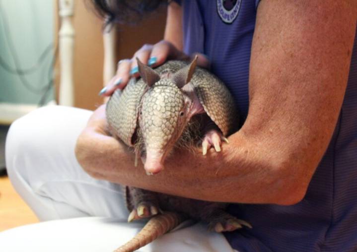 The Midwest has new neighbors: armadillos