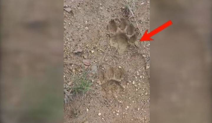 Panic grips as tiger pugmarks found in Deogarh’s Riamal forest range; Forest dept on alert