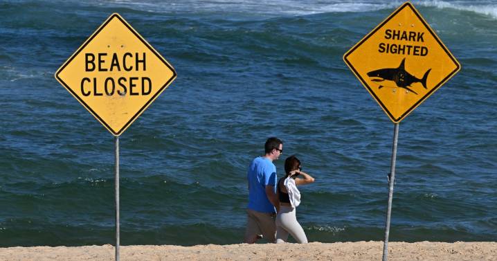 Surfer dies after shark attack off Sydney beach
