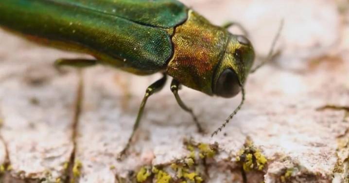 Emerald ash borer confirmed in Aurora, city urges homeowners to take action