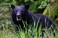 Washington Woman Sentenced in Disturbing Felony Bear Parts Crime