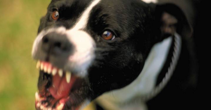 Major update after Brits' call to prosecute owners when dogs kill other pets