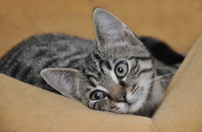 Seminole County’s animal shelter has a list of needs. Here’s how leaders plan to fix them