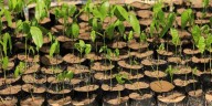 “Reforestar es fundamental”
