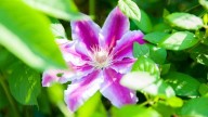 Pronto llegará la primavera: estas son las plantas que florecen todo el año y vas a querer tener en tu jardín