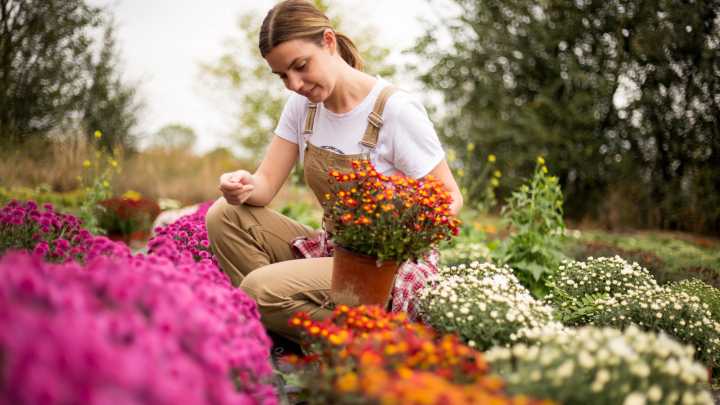 The Hardy Alternative To Mums You Should Consider Planting In Your Fall Garden