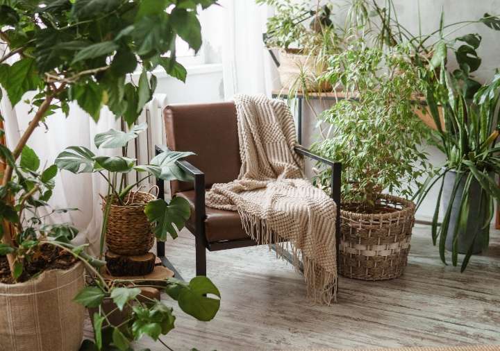 7 plantas exóticas para sumar estilo a los rincones de tu casa