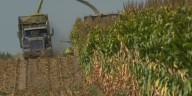 North Country corn crop affected by dry weather