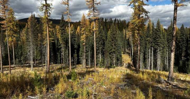 Family protects 52 acres of forested property near Whitefish