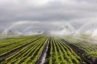 The Overlooked Connection Between Water Safety and Foodborne Illness in Contamination Events