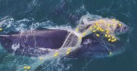 Noosa Beach whale rescue: Distressed mother and baby whale rescued from shark nets off Queensland's Sunshine Coast