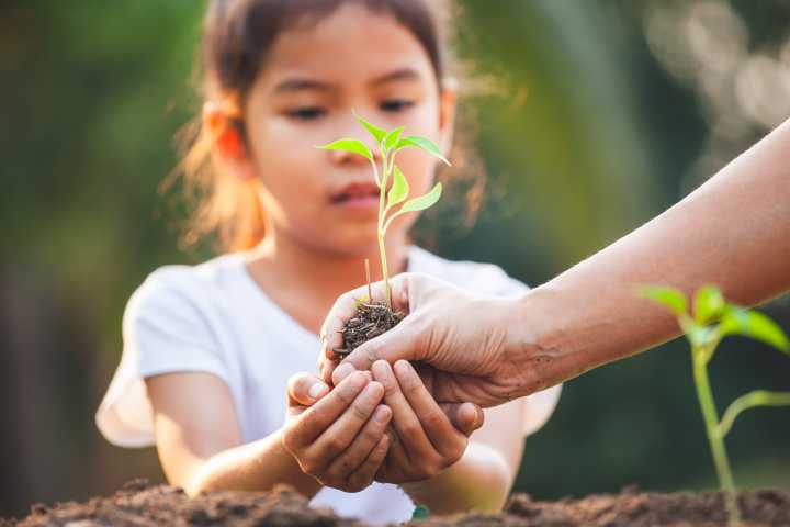 Trees for Lewisburg Applications Available