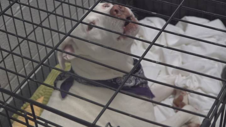 Sevier County Animal Shelter considering euthanasia