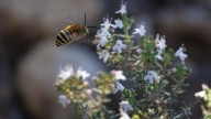 Choose These Fast-Growing Thyme Varieties And Watch Pollinators Flock To Your Yard