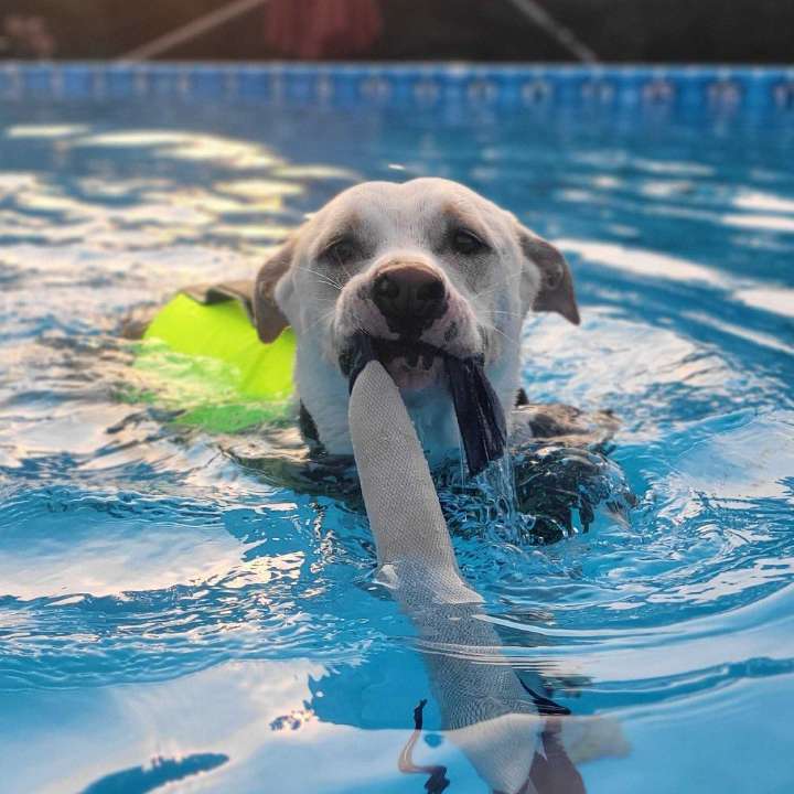 Pet of the Week:  Chester