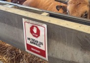 Los ganaderos piden responsabilidad al público en el tercer día de 'Salamaq 2025': «No hay que tocar a los animales»