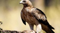 Alerta por gripe aviar en Castilla y León: confirmado un caso en un águila calzada recogida en Salamanca