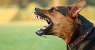 Government issues update on call to prosecute dog owners when pets kill other animals