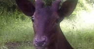 Police warn that poachers targeting deer are 'very active' near Lincolnshire town