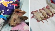 Rescatan a Cereza, perrita embarazada, tras explosión de pipa en Iztapalapa