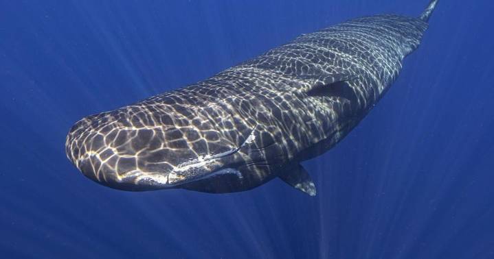 SC man punished for trafficking sperm whale parts, prosecutor says